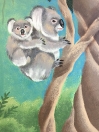 Koalas